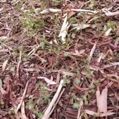 Hydrocotyle laxiflora at Fadden, ACT - 22 Feb 2023