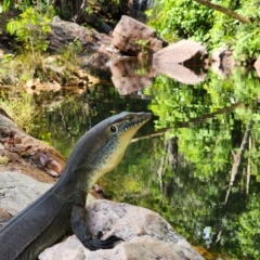 Varanus mertensi (Mertens' Water Monitor) at Litchfield National Park - 11 Sep 2022 by AaronClausen