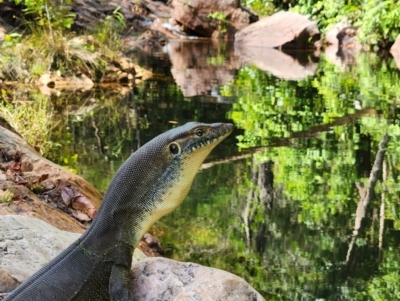 Varanus mertensi (Mertens' Water Monitor) at Litchfield Park, NT - 11 Sep 2022 by AaronClausen