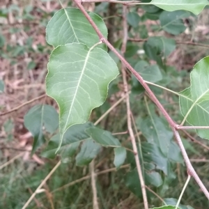 Pyrus sp. at Fadden, ACT - 22 Feb 2023 10:48 AM