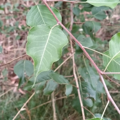 Pyrus sp. (An Ornamental Pear) at Wanniassa Hill - 21 Feb 2023 by KumikoCallaway