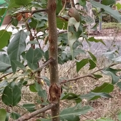 Pyrus sp. at Fadden, ACT - 22 Feb 2023 10:48 AM