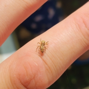 Unidentified Spider (Araneae) at suppressed by AaronClausen