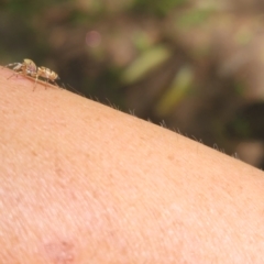 Cosmophasis sp. (genus) at Howard Springs, NT - 7 Sep 2022 01:30 PM