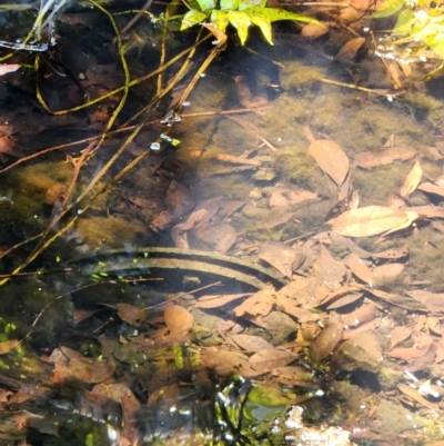 Unidentified Snake at Howard Springs, NT - 7 Sep 2022 by AaronClausen