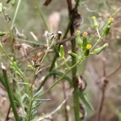 Senecio sp. (A Fireweed) at Fadden, ACT - 22 Feb 2023 by KumikoCallaway