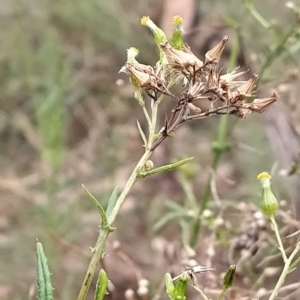 Senecio sp. at Fadden, ACT - 22 Feb 2023