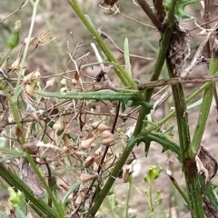 Senecio sp. at Fadden, ACT - 22 Feb 2023