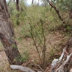 Senecio sp. at Fadden, ACT - 22 Feb 2023