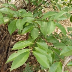 Prunus serotina (Black Cherry) at Fadden, ACT - 21 Feb 2023 by KumikoCallaway