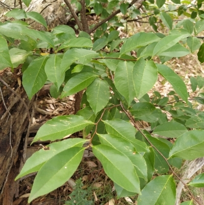 Prunus serotina (Black Cherry) at Wanniassa Hill - 21 Feb 2023 by KumikoCallaway