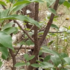 Prunus serotina at Fadden, ACT - 22 Feb 2023