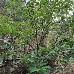 Prunus serotina at Fadden, ACT - 22 Feb 2023