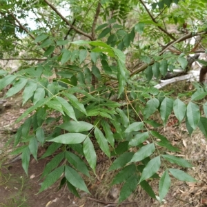 Pistacia chinensis at Fadden, ACT - 22 Feb 2023