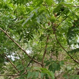 Pistacia chinensis at Fadden, ACT - 22 Feb 2023