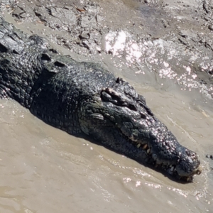 Crocodylus porosus (Saltwater Crocodile, Estuarine Crocodile) at Wak Wak, NT by AaronClausen