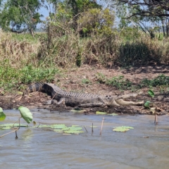 Crocodylus porosus (Saltwater Crocodile, Estuarine Crocodile) at Point Stuart, NT - 21 Aug 2022 by AaronClausen