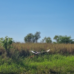 Ephippiorhynchus asiaticus (Black-necked Stork) at Point Stuart, NT - 21 Aug 2022 by AaronClausen