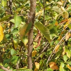 Ulmus procera at Fadden, ACT - 22 Feb 2023