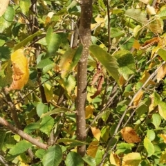 Ulmus procera at Fadden, ACT - 22 Feb 2023 09:41 AM