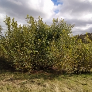 Ulmus procera at Fadden, ACT - 22 Feb 2023