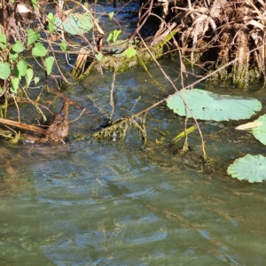 Crocodylus johnstoni at Point Stuart, NT - 21 Aug 2022 08:42 AM