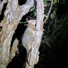 Trichosurus vulpecula (Common Brushtail Possum) at Kakadu, NT - 19 Aug 2022 by AaronClausen