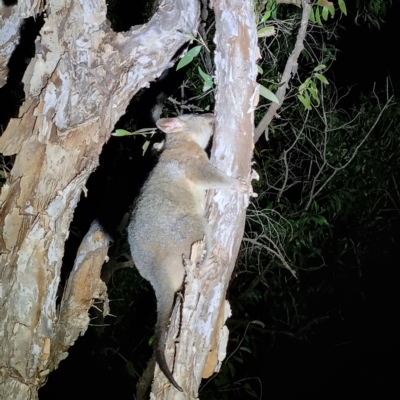 Trichosurus vulpecula (Common Brushtail Possum) at Kakadu, NT - 19 Aug 2022 by AaronClausen