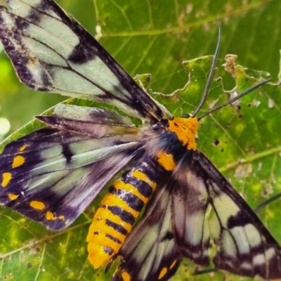 Unidentified Moth (Lepidoptera) at Kakadu, NT - 19 Aug 2022 by AaronClausen