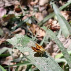 Hesperiidae (family) at Gunbalanya, NT - 19 Aug 2022 by AaronClausen