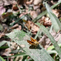 Unidentified Moth (Lepidoptera) at Gunbalanya, NT - 19 Aug 2022 by AaronClausen