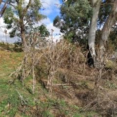 Onopordum acanthium (Scotch Thistle) at Fadden, ACT - 21 Feb 2023 by KumikoCallaway