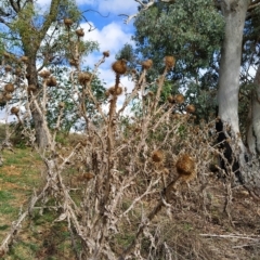 Onopordum acanthium at Fadden, ACT - 22 Feb 2023