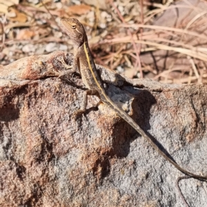 Diporiphora bilineata at suppressed by AaronClausen