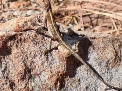 Diporiphora bilineata at Kakadu, NT - 19 Aug 2022 by AaronClausen