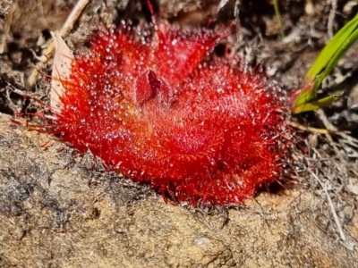 Drosera burmanni (Tropical Sundew) at Nitmiluk National Park - 17 Aug 2022 by AaronClausen