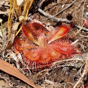 Drosera burmanni at Nitmiluk National Park - 17 Aug 2022