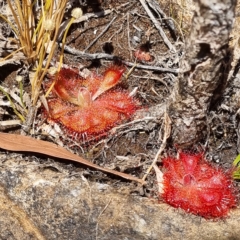 Drosera burmanni at Nitmiluk National Park - 17 Aug 2022