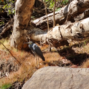 Egretta novaehollandiae at Lansdowne, NT - 15 Aug 2022 11:00 AM