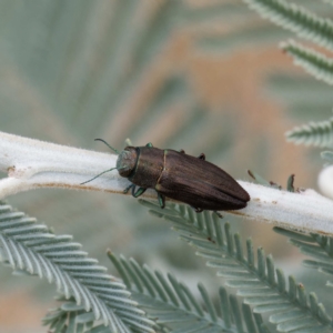 Melobasis sp. (genus) at Throsby, ACT - 21 Feb 2023 11:59 AM