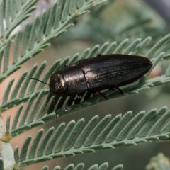 Melobasis sp. (genus) at Throsby, ACT - 21 Feb 2023