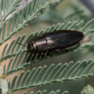 Melobasis sp. (genus) at Throsby, ACT - 21 Feb 2023 11:59 AM