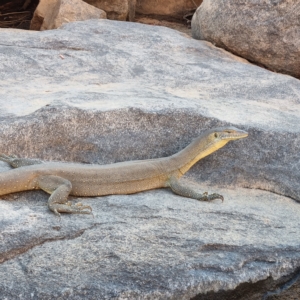 Varanus mertensi at Lansdowne, NT - 15 Aug 2022