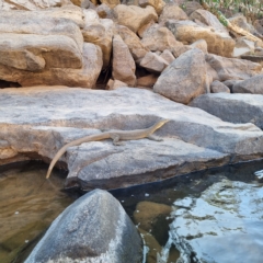 Varanus mertensi at Lansdowne, NT - suppressed