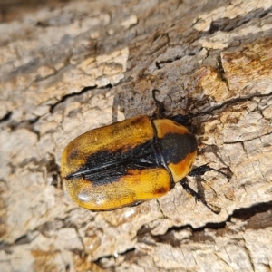 Chondropyga dorsalis at Wambrook, NSW - 22 Feb 2023