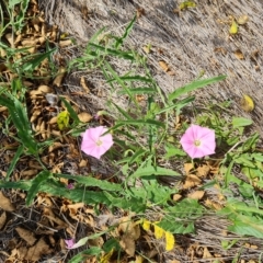 Convolvulus angustissimus (Pink Bindweed) at Wambrook, NSW - 20 Feb 2023 by Mike