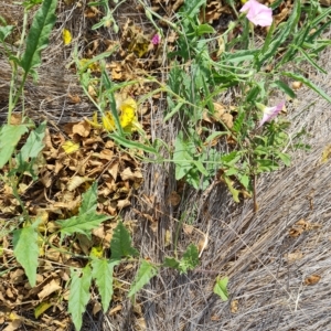 Convolvulus angustissimus at Wambrook, NSW - 21 Feb 2023 10:22 AM