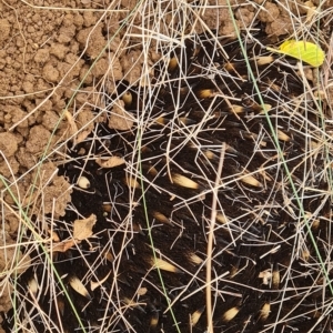 Tachyglossus aculeatus at Wambrook, NSW - suppressed