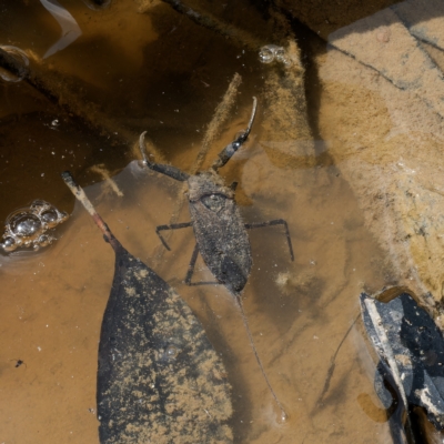 Laccotrephes tristis (Water Scorpion or Toe-biter) at Mulligans Flat - 21 Feb 2023 by DPRees125