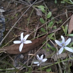 Isotoma fluviatilis subsp. australis (Swamp Isotome) at Cuumbeun Nature Reserve - 12 Jan 2023 by Zoed